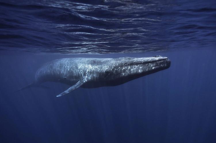 最大的鲸鱼有多大